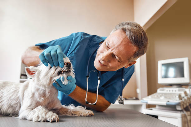 Best Emergency Root Canal Treatment in Cloverleaf, TX